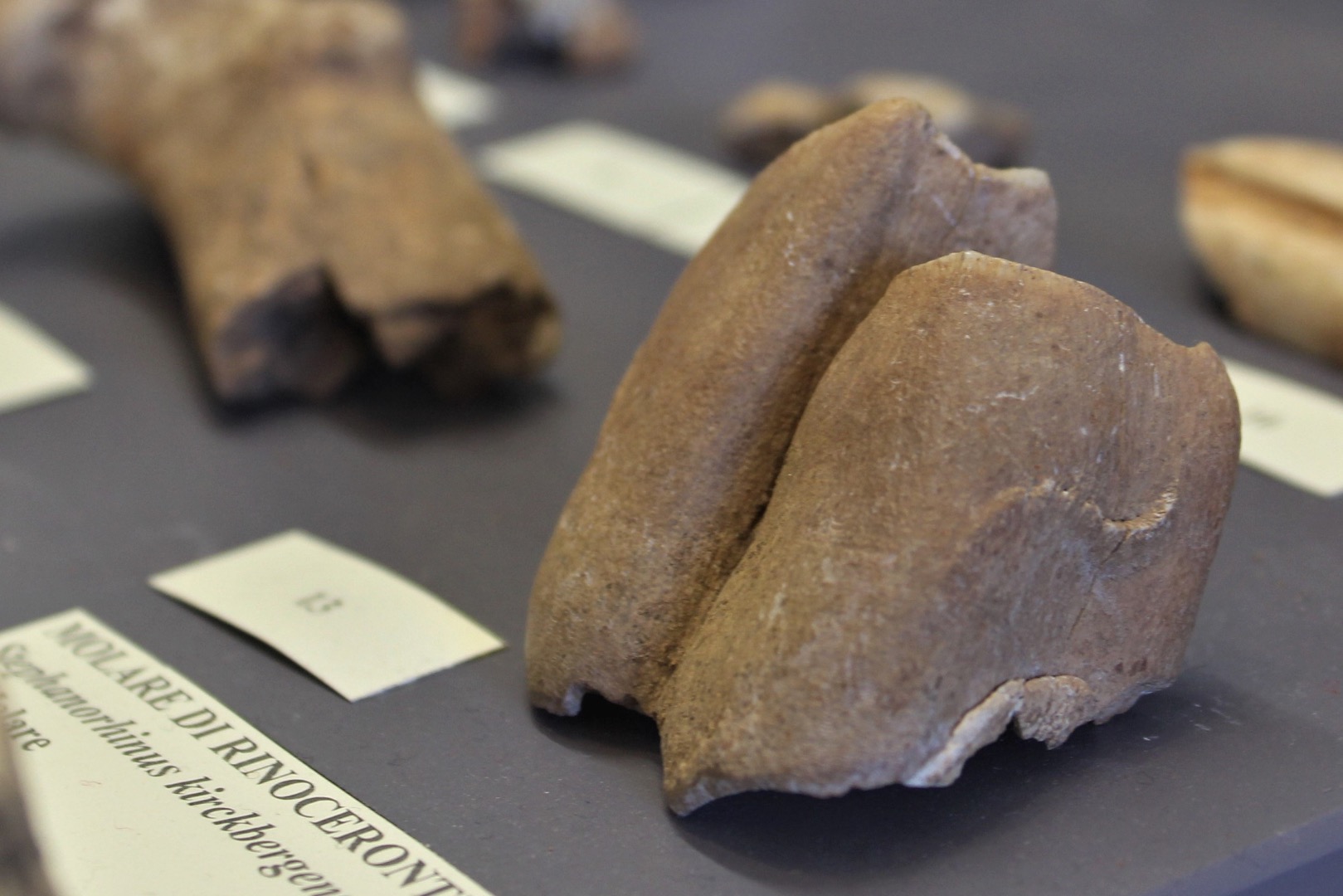 Foto 9 - Gr. Serra Cicora A, molare di rinoceronte